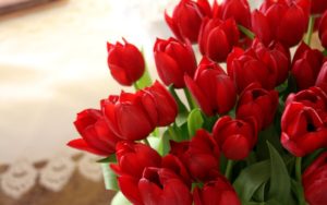 Red Tulips