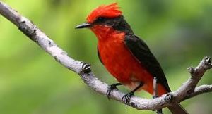 Vermilion Flycatcher (Image by Cornell University)