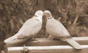 Eurasian Collared-Dove, Credit WolfSongBlog.com