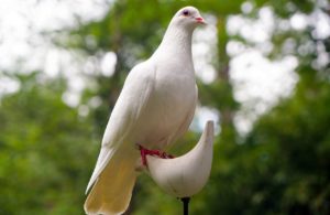 White Dove photo from Pixabay.com