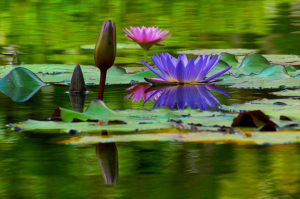 Water Lilies, The Getty Collection