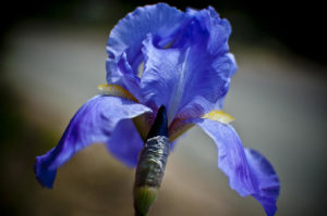 Wild Iris by Ron White