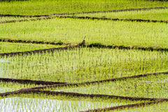 Rice field