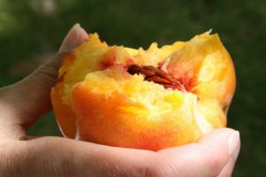 Peach by Rosemary Washington