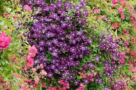 Roses and Clematis
