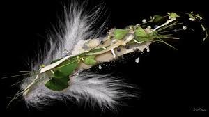 Feather and Seeds