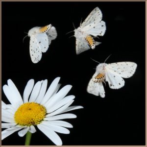 White Ermine Moths