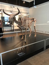 Aurochs from Vig