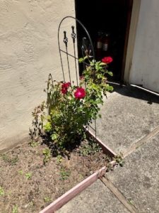 Rose Bush