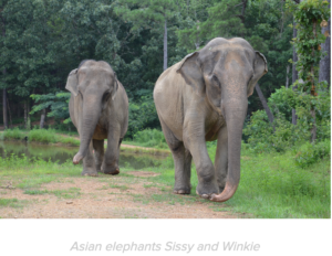 Two Asian elephants walking in front of a set of trees.