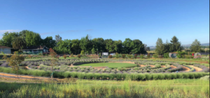 A photo of Bees N Blooms farm, with a labyrinth of lavender plants in the center.