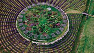 An aerial photo of a labyrinth made of lavender bushes and other colorful plants.